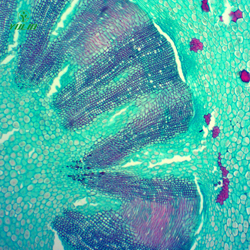 湖北常见药用植物根及根茎生物玻片