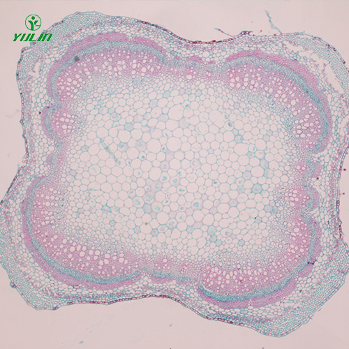 湖北植物茎木类横切生药横切