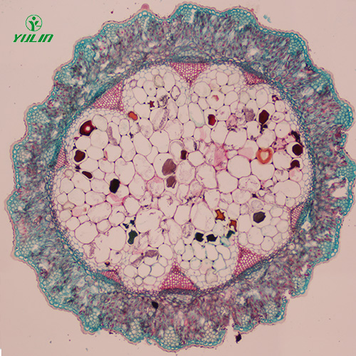 湖北常见中药茎木类生物玻片