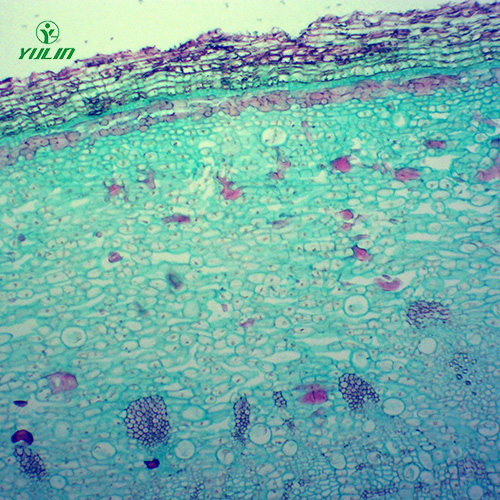 湖北中药植物皮类显微实验玻片