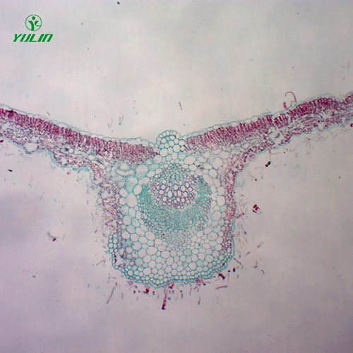 湖北中药植物叶类显微实验玻片