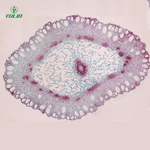 湖北中药植物花类显微实验玻片