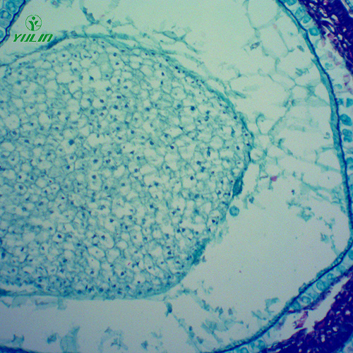 湖北中药植物果实、种子类显微玻片