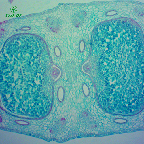 湖北中药植物胚及果实类生物纤维玻片