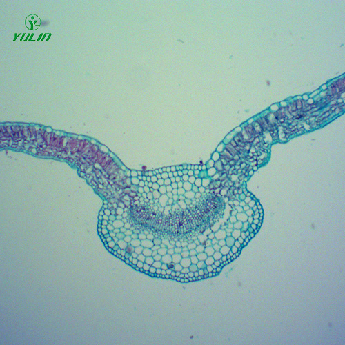 湖北中药植物全草叶横切