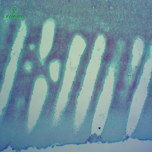 湖北常见中药植物菌、藻类生物玻片