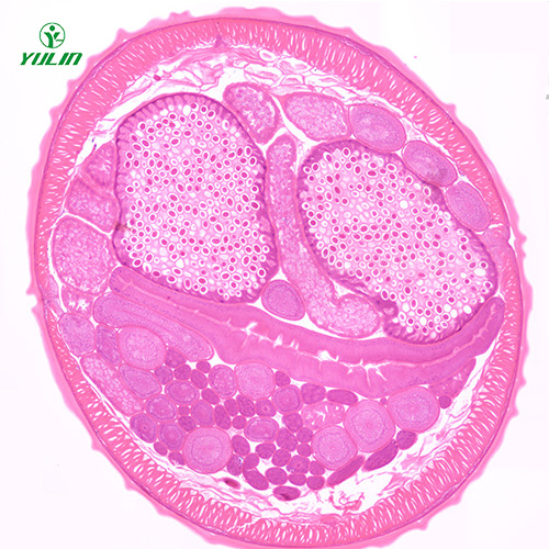 湖北蛔虫（雌）