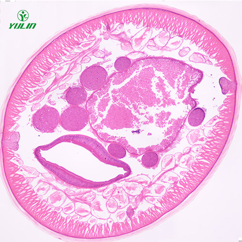 湖北蛔虫（雄）