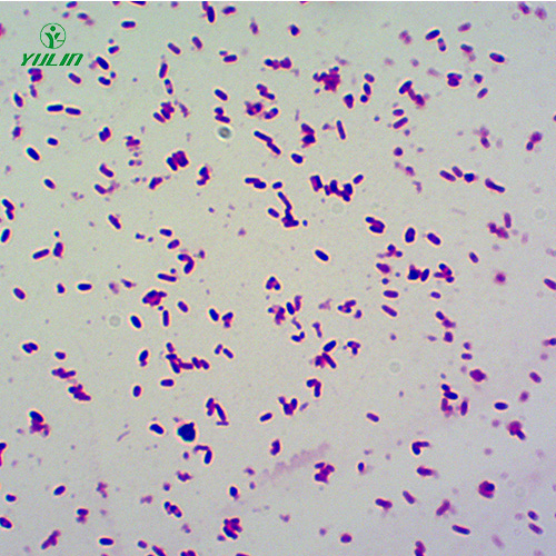 湖北大肠杆菌菌种