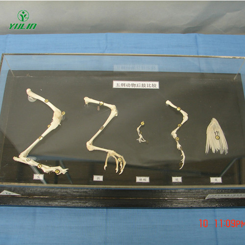 湖北五纲动物后肢比较