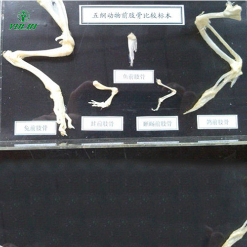 湖北五纲动物前肢比较