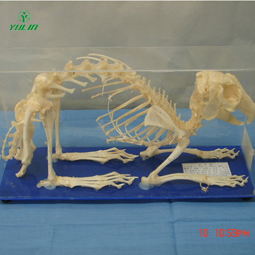 湖北兔骨骼包埋标本