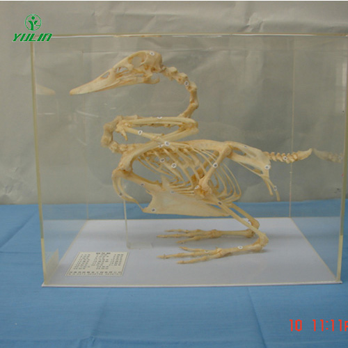 湖北鸭骨骼包埋标本