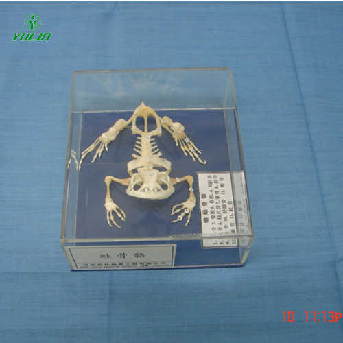 湖北蛙骨骼包埋标本