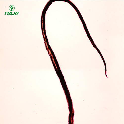 湖北血吸虫雄虫装片