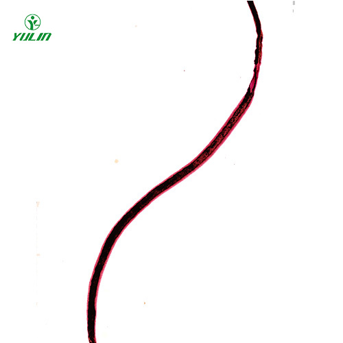 湖北血吸虫雌虫装片