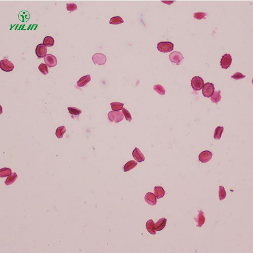 湖北医学蠕虫线虫生物显微切片