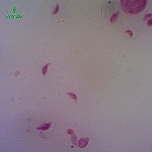 湖北医学原虫孢子虫生物实验玻片