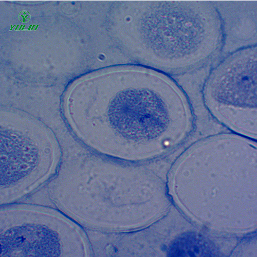 湖北细胞及遗传学生物实验玻片标本