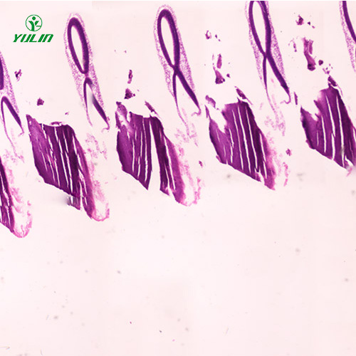 湖北动物胚胎学生物显微切片