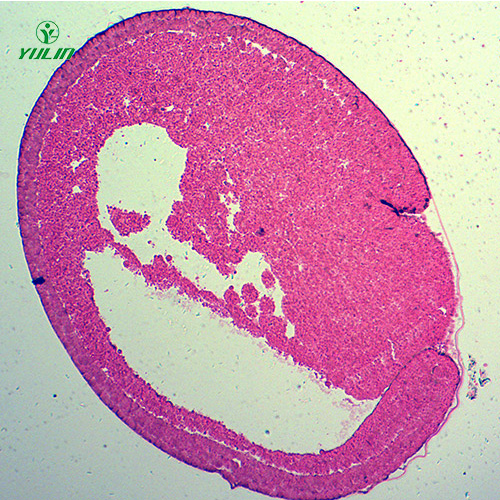 湖北蛙胚胎发育时期切片
