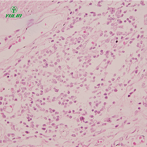 湖北组织学感觉器官显微玻片