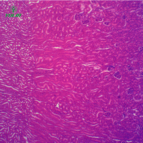 湖北组织学泌尿系统显微玻片