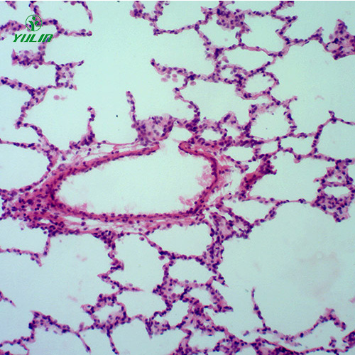 湖北组织学呼吸系统显微玻片