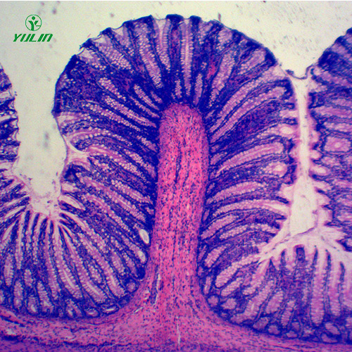 湖北组织学消化系统显微玻片