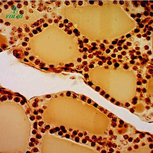 湖北组织学内分泌系统显微玻片