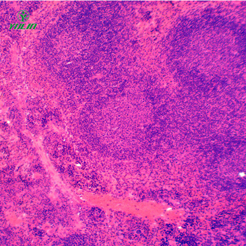 湖北组织学免疫系统显微玻片