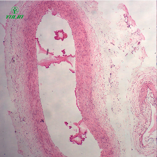 湖北组织学循环系统显微玻片