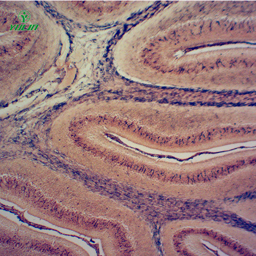 湖北组织学神经系统显微玻片