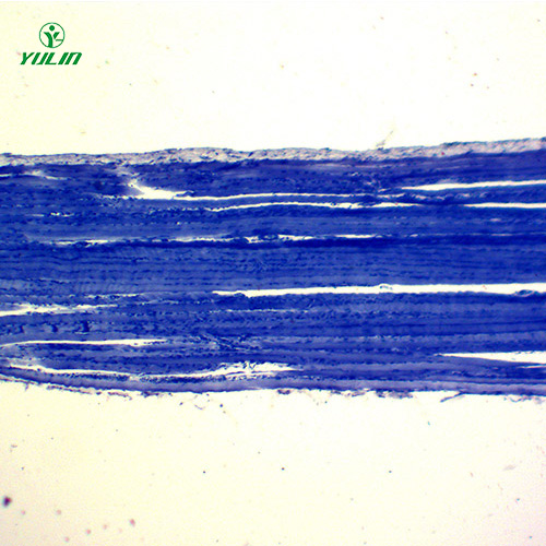 湖北组织学肌肉组织生物切片