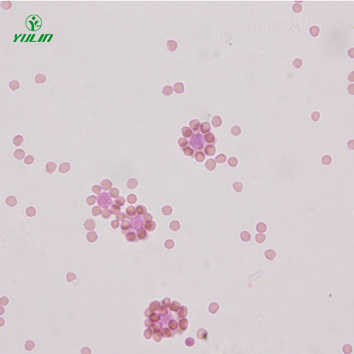 湖北免疫学生物实验玻片标本