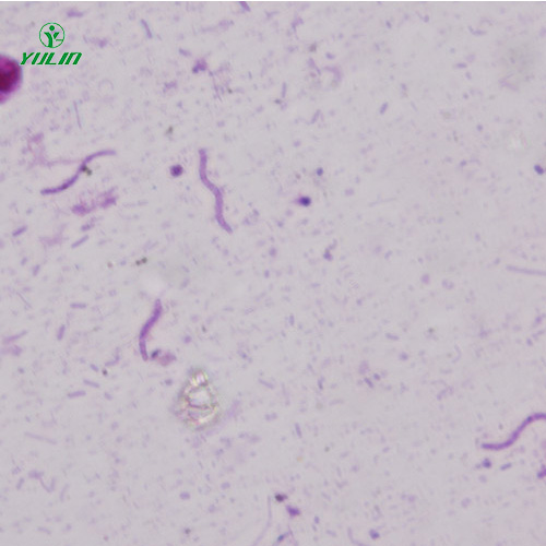 湖北螺旋菌生物显微实验标本片