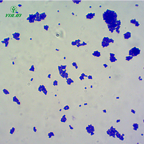 湖北球菌生物显微实验玻片