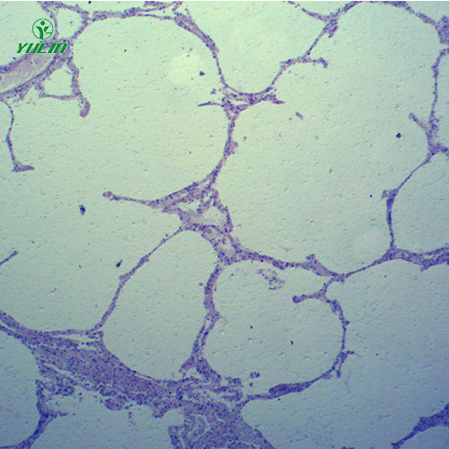湖北动物病理学心血管及呼吸系统疾病切片