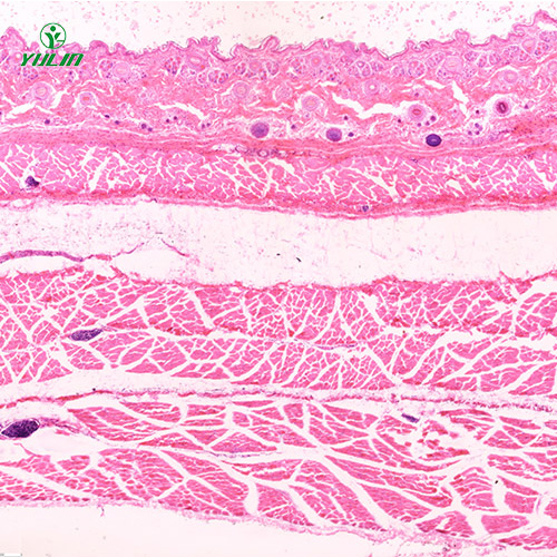 湖北哺乳类动物显微实验玻片