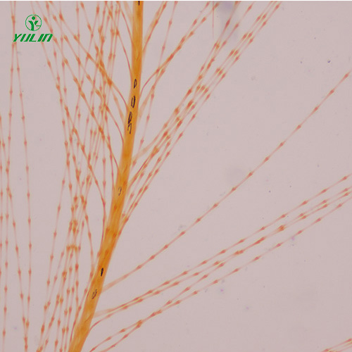 湖北各种鸟类生物玻片