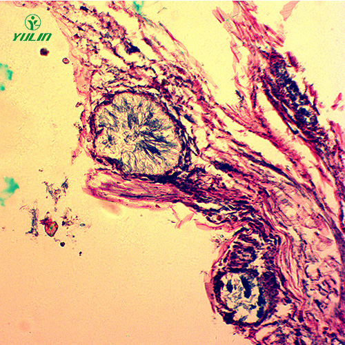 湖北观赏植物病害标本片