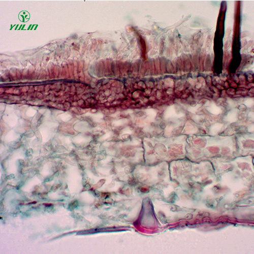 湖北果树病害标本片