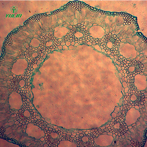 湖北葫芦科植物病害切片