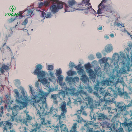 湖北十字花科植物病害标本片