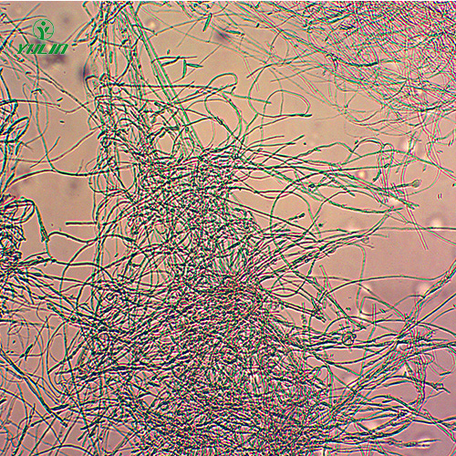 湖北棉麻植物病害标本片
