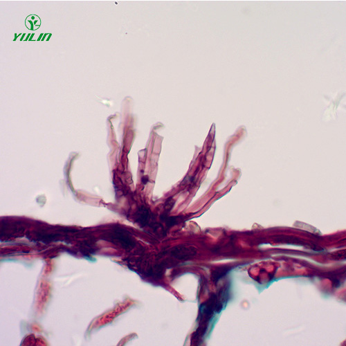 湖北油料作物病害标本片