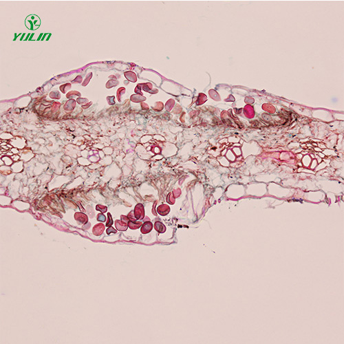 湖北鞭毛菌植物病理实验切片