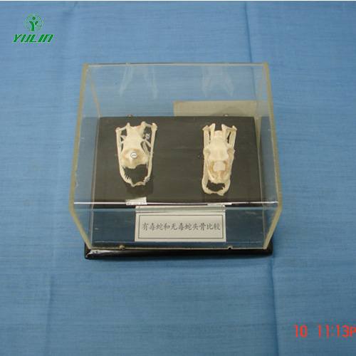 湖北蛇头骨比较