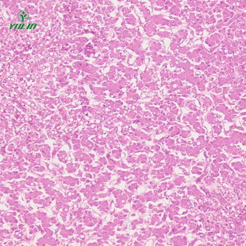 湖北动物细胞、组织损伤及修复病理玻片