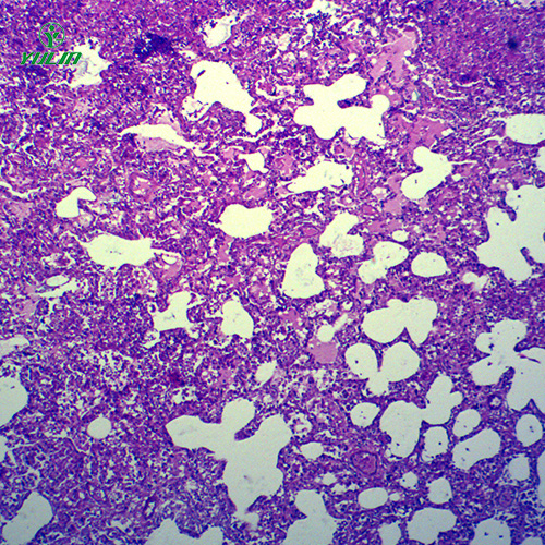 湖北动物病理学炎症类切片